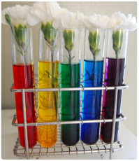 Image Flowers in test-tubes